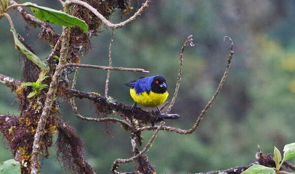 Image of Hooded Mountain Tanager