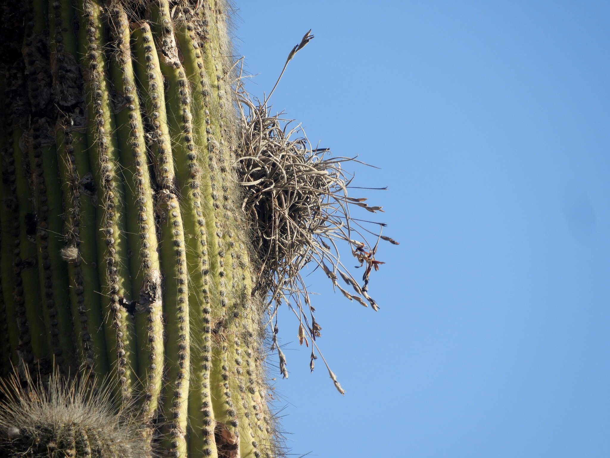 Imagem de Tillandsia caliginosa W. Till