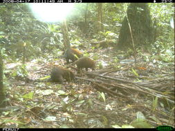 Image of South American Coati