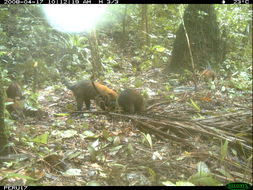 Image of South American Coati