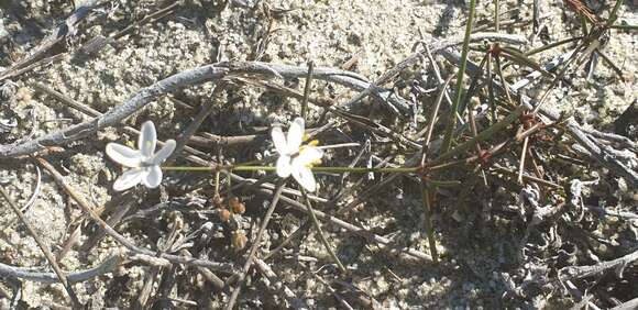 Image of Pharnaceum lineare L. fil.