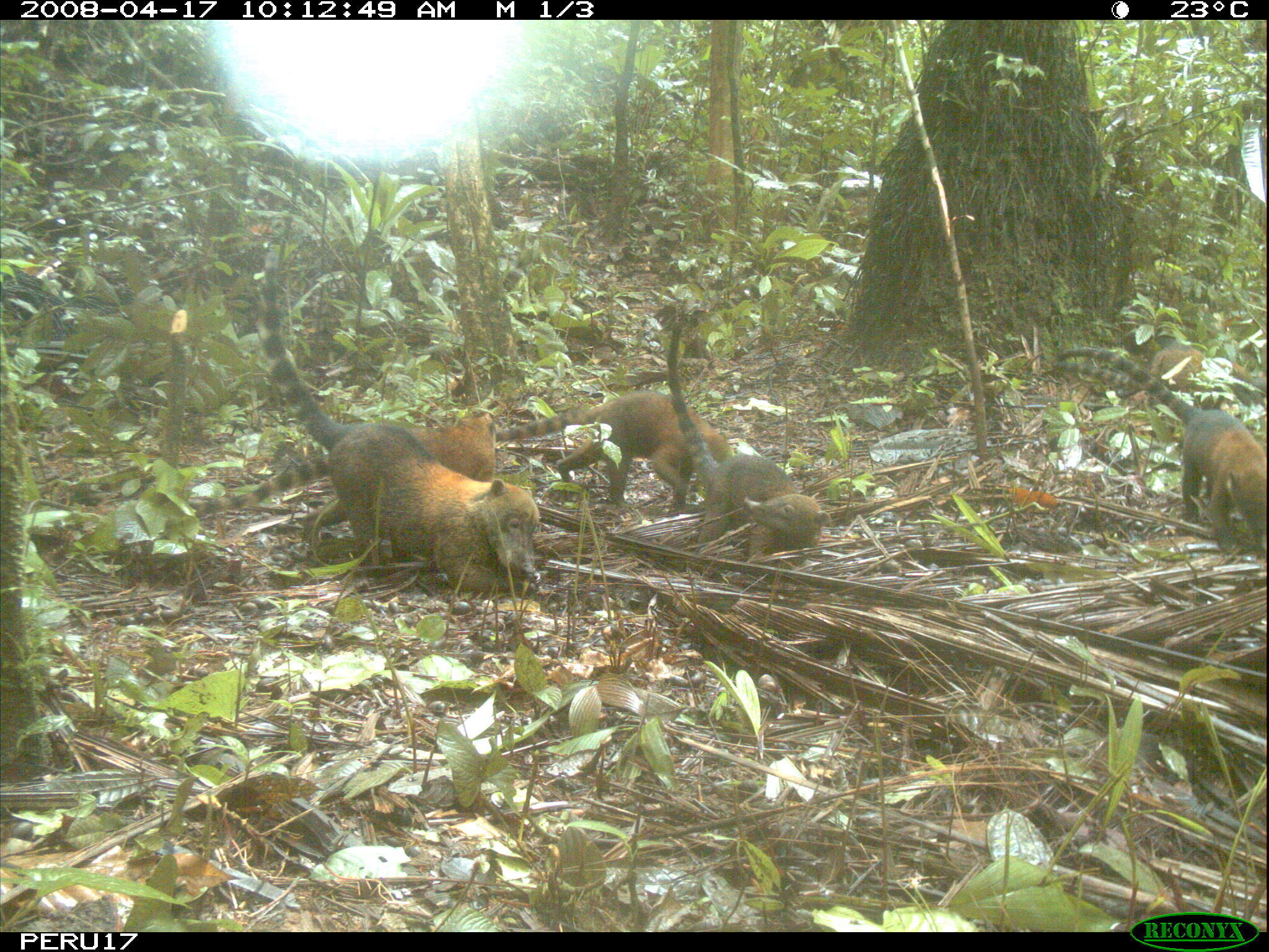 Image of South American Coati