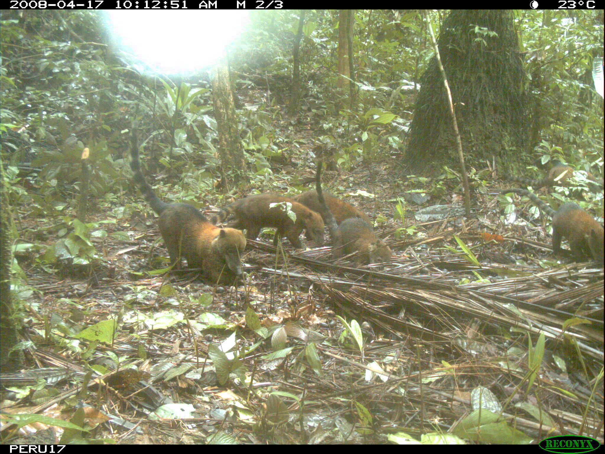 Image of South American Coati