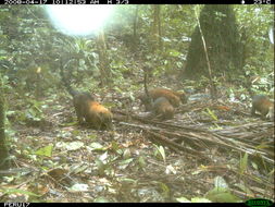 Image of South American Coati