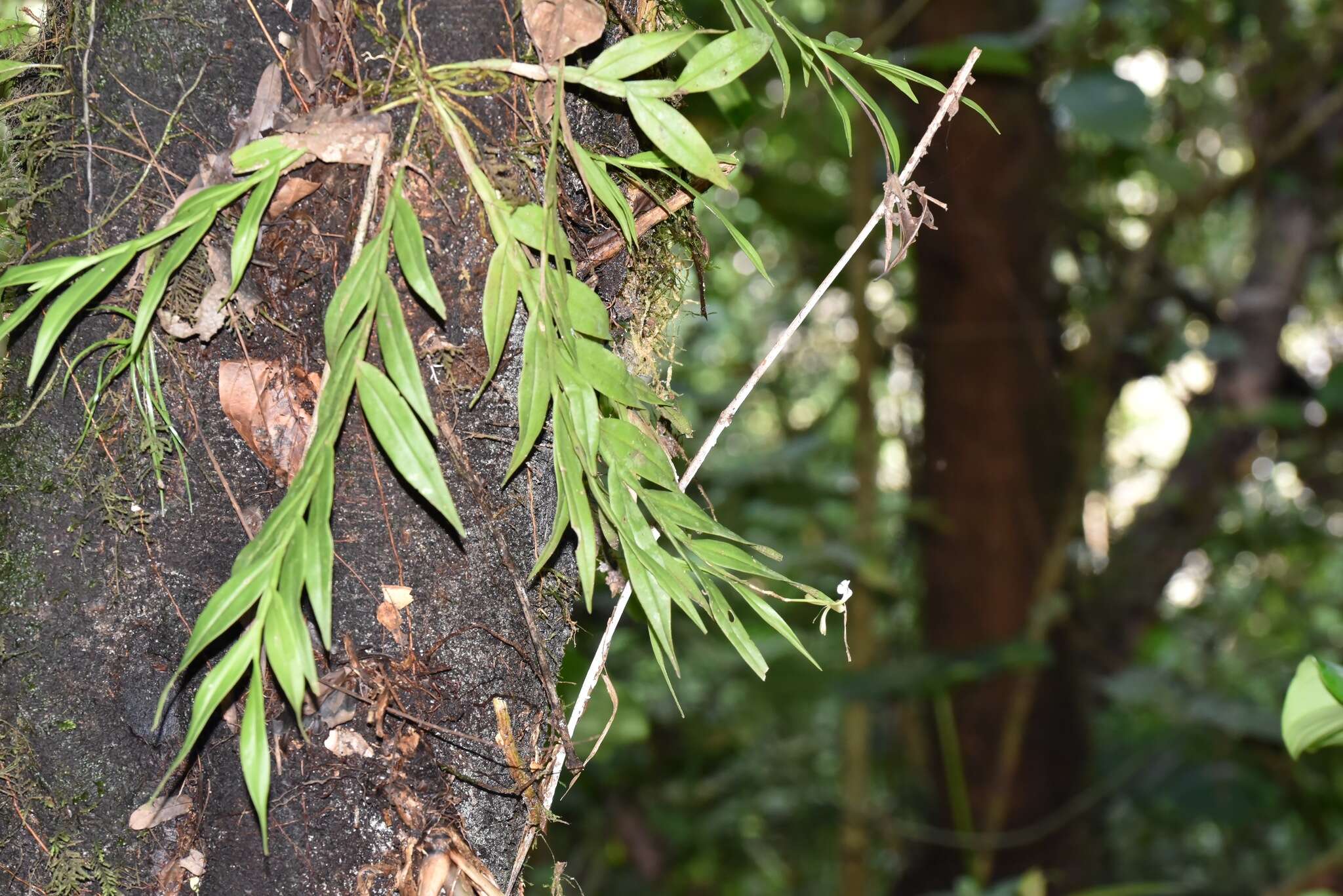 Plancia ëd Epidendrum jatunsachanum Dodson & Hágsater