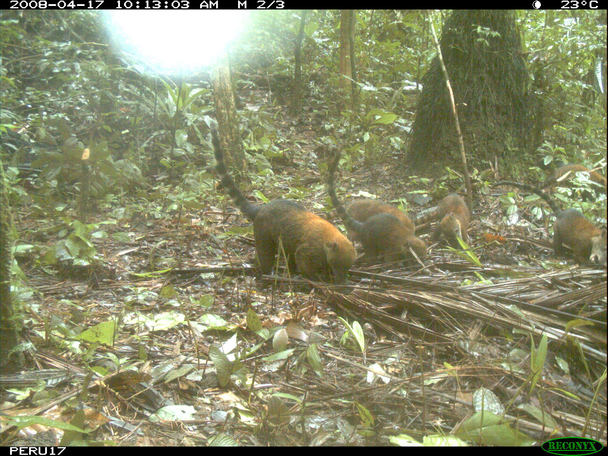 Image of South American Coati