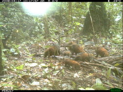 Image of South American Coati