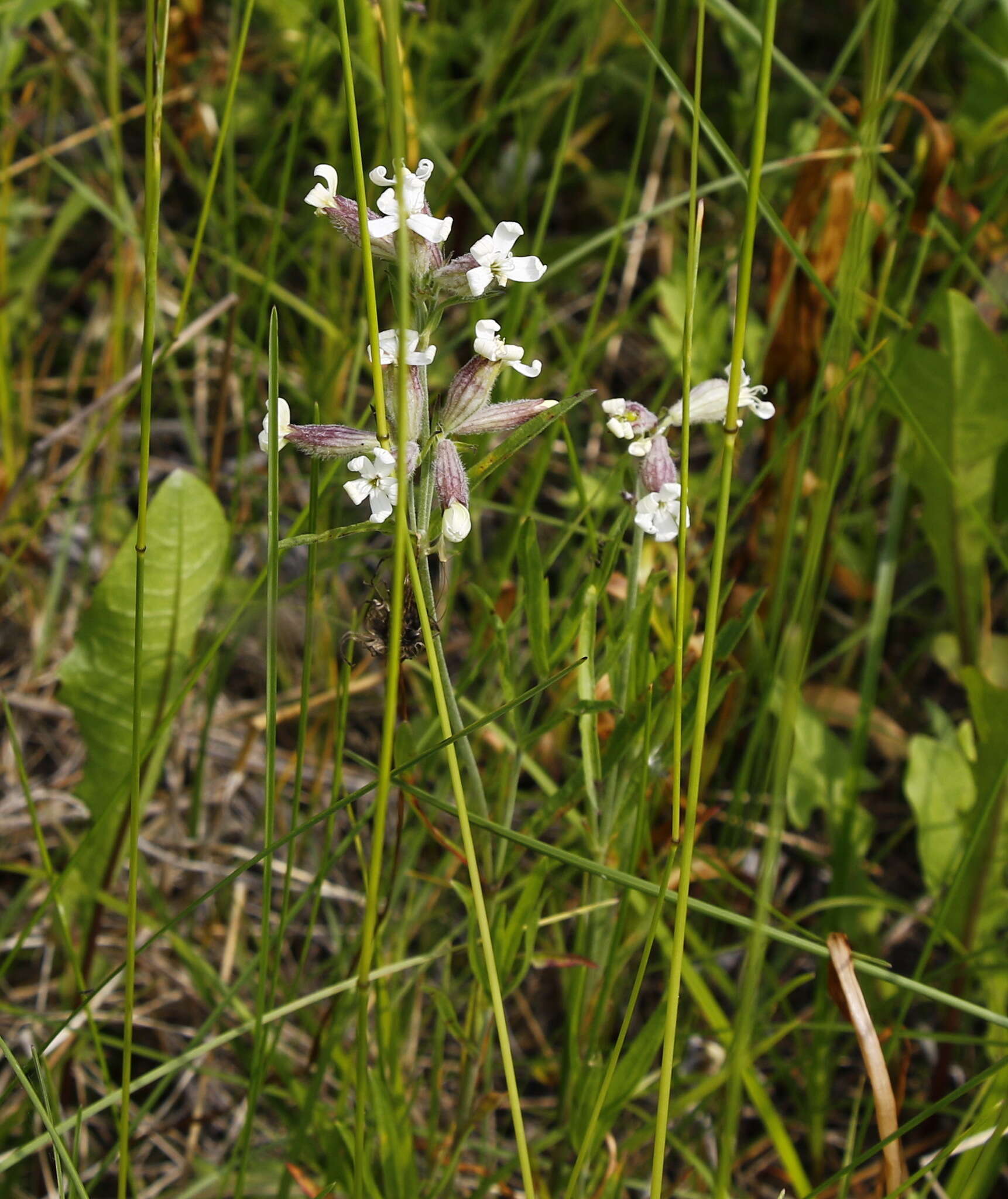 Imagem de <i>Silene amoena</i>