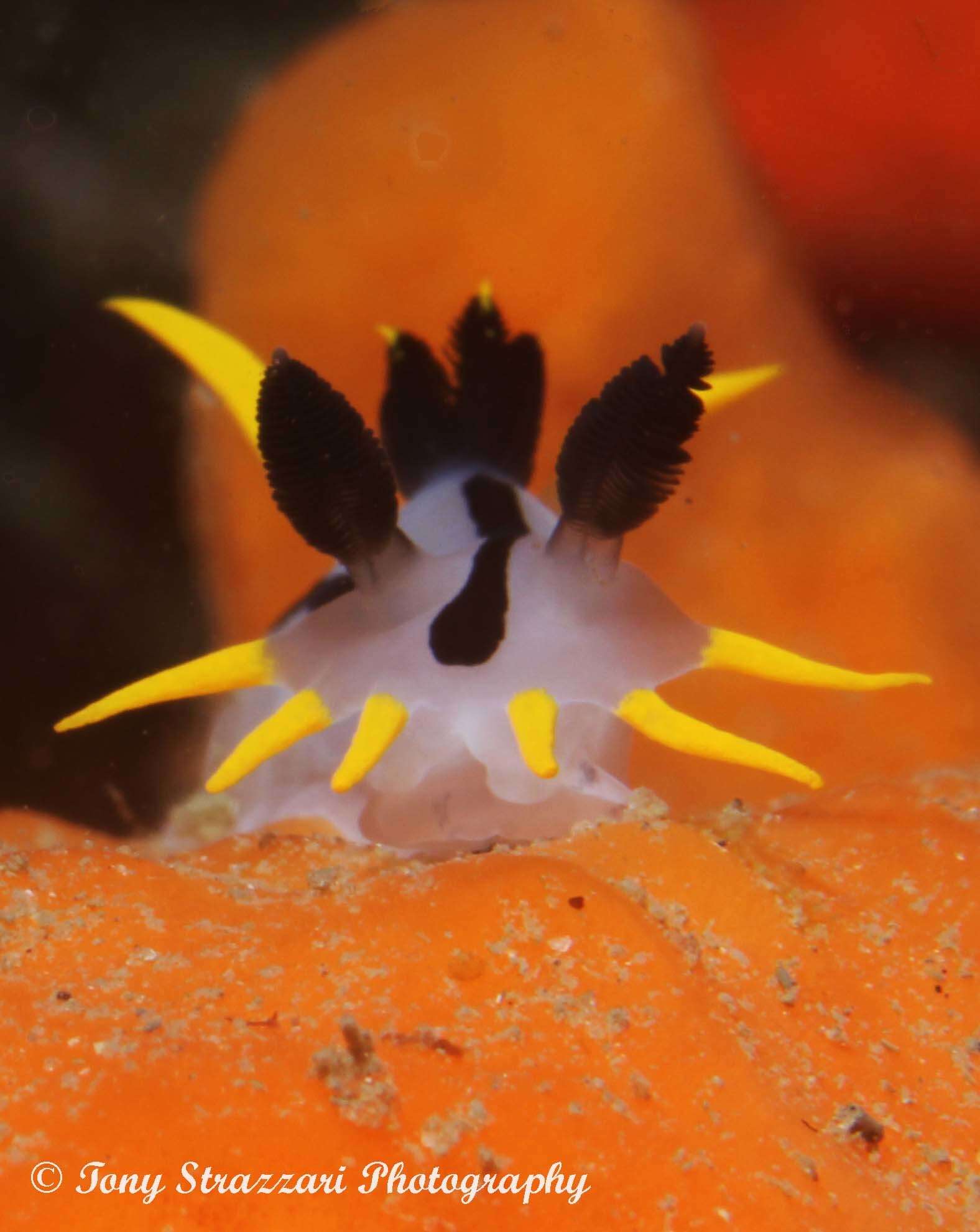 Image of Crowned nudibranch