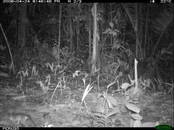 Image of Brown Four-eyed Opossum