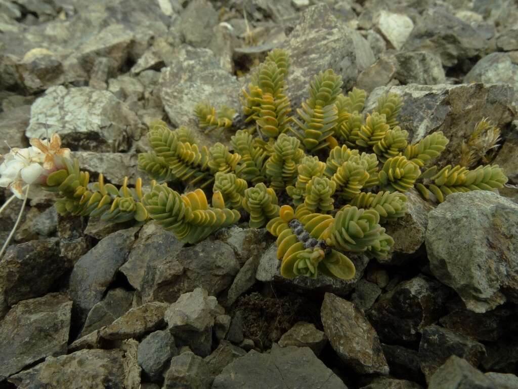 Image of Pimelea traversii subsp. exedra C. J. Burrows