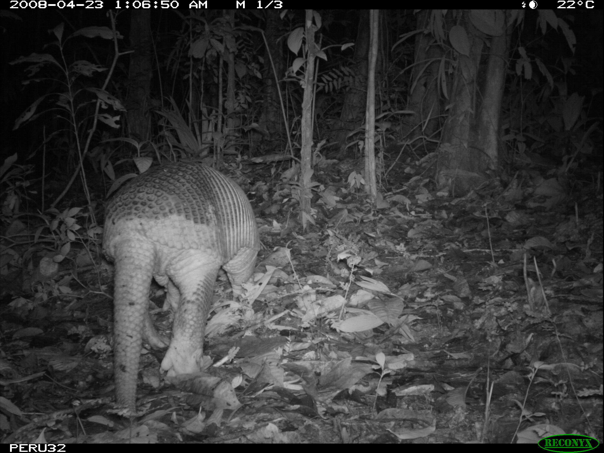 Image of Giant Armadillo