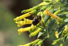 Image de Xylocopa tabaniformis pallidiventris O'Brien & Hurd 1965