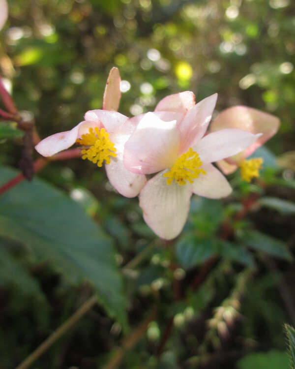 Image of Begonia obtecticaulis Irmsch.