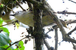 Image of Yellow-streaked Bulbul