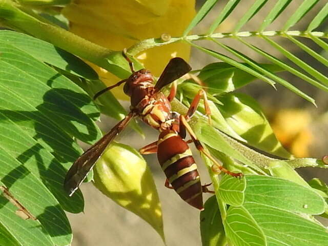 Image of Polistes bellicosus Cresson 1872