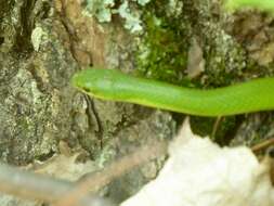 Image of Smooth Green Snake