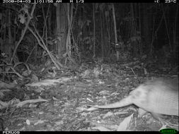 Image of Nine-banded or Greater Long-nosed Armadillo