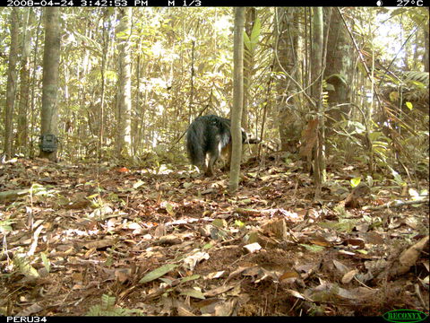 Image of Giant Anteater