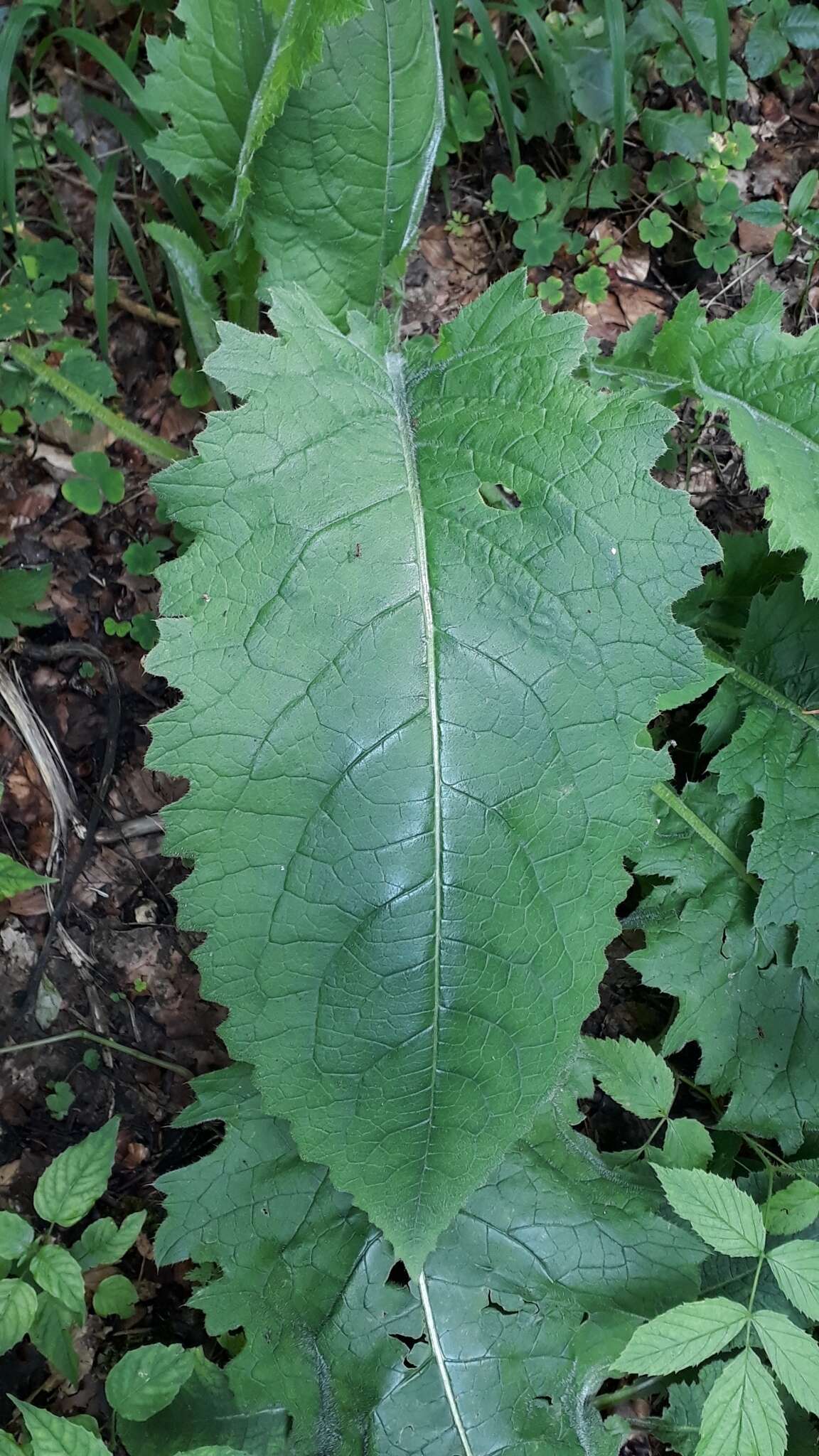 صورة Carduus personata (L.) Jacq.