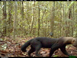 Image of Tayra