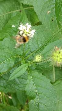 Image of small teasel