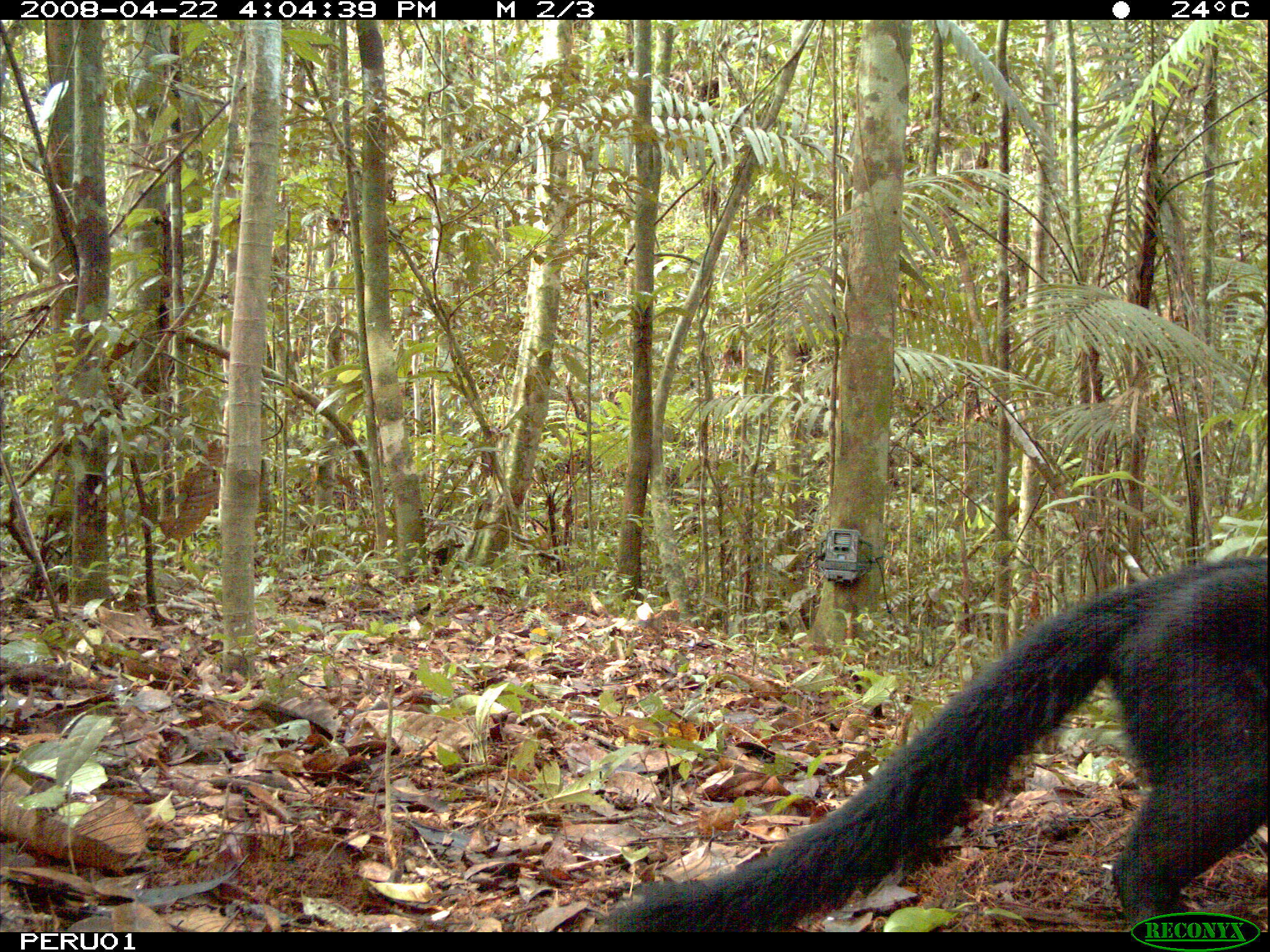 Image of Tayra