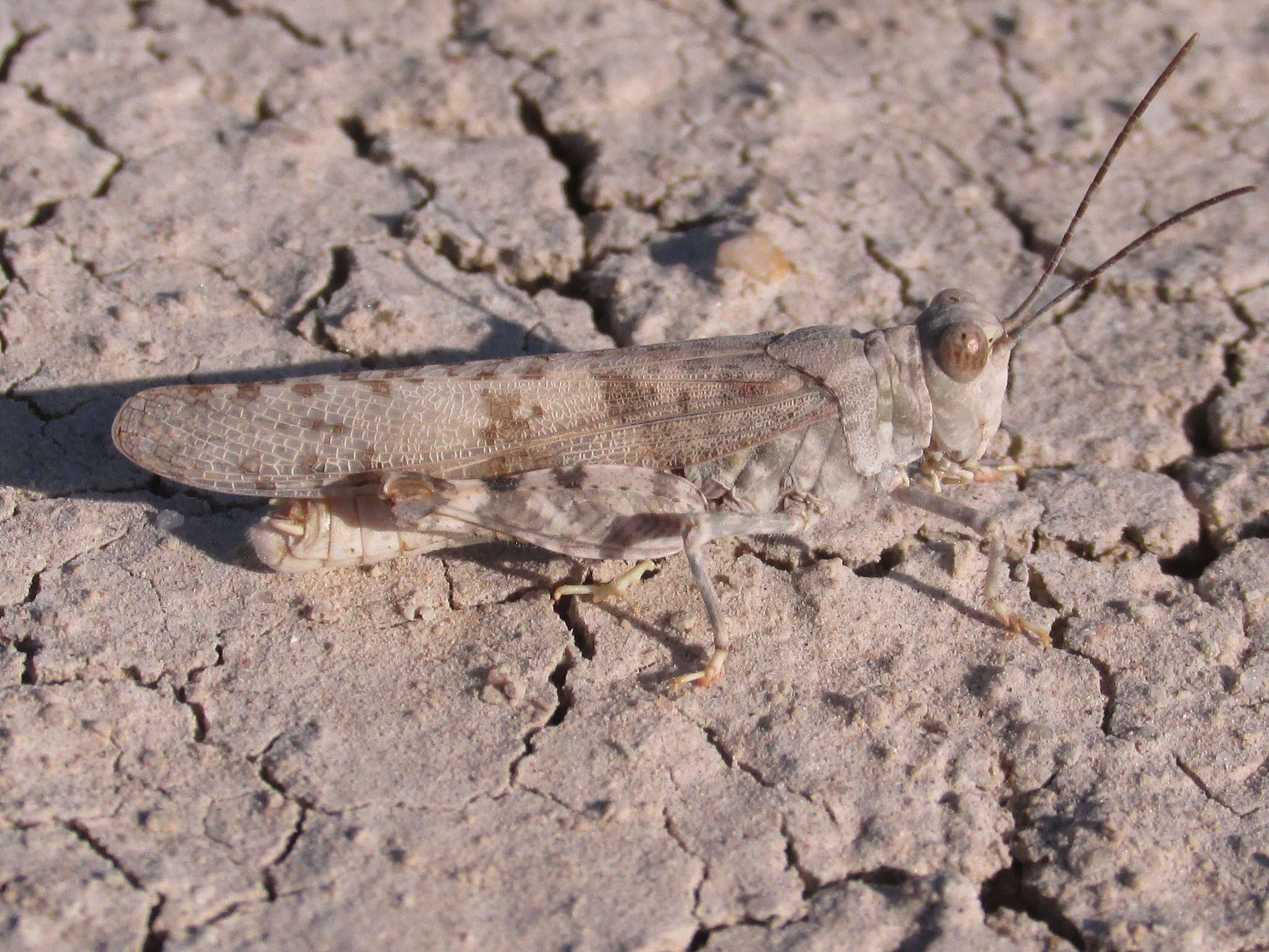 Trimerotropis sparsa (Thomas & C. 1875)的圖片