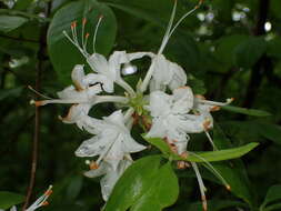 Imagem de Rhododendron alabamense Rehder