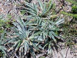 Plancia ëd Ficinia truncata (Thunb.) Schrad.