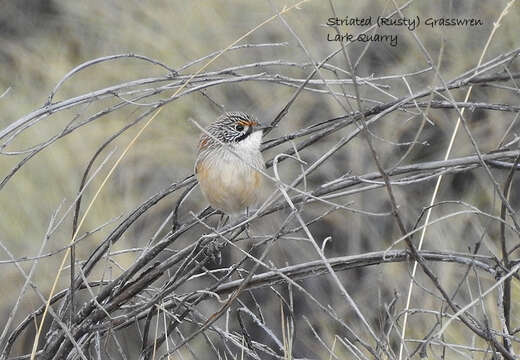 Image of Opalton Grasswren