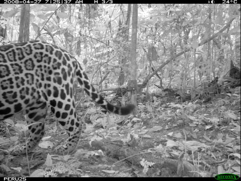 Image of Jaguar