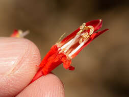 Image de Penstemon barbatus subsp. barbatus