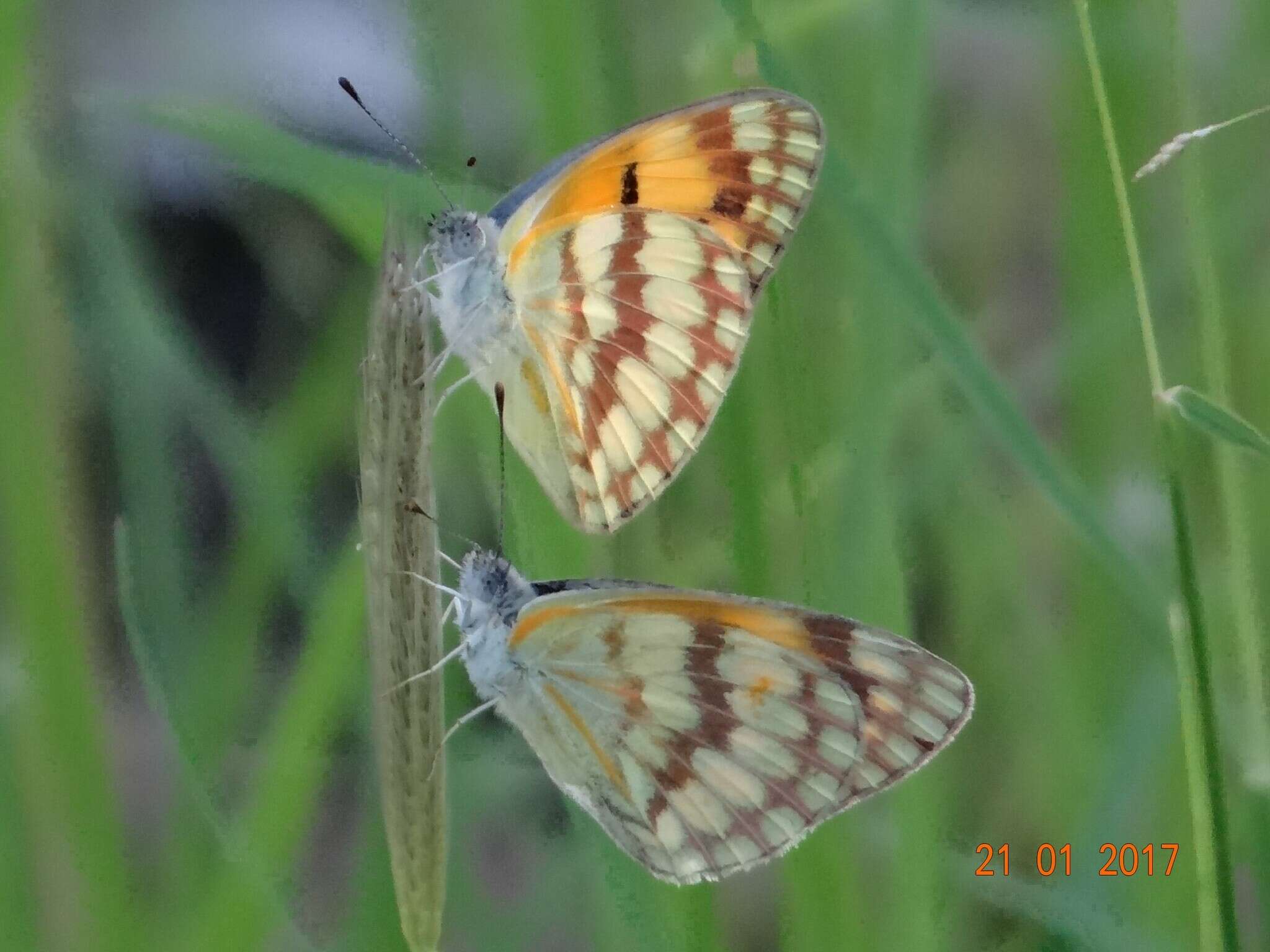 Image of Colotis vesta (Reiche (1850))