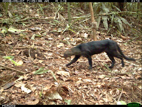 Image of Jaguarundi