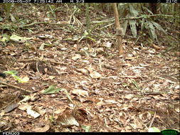 Image of Jaguarundi