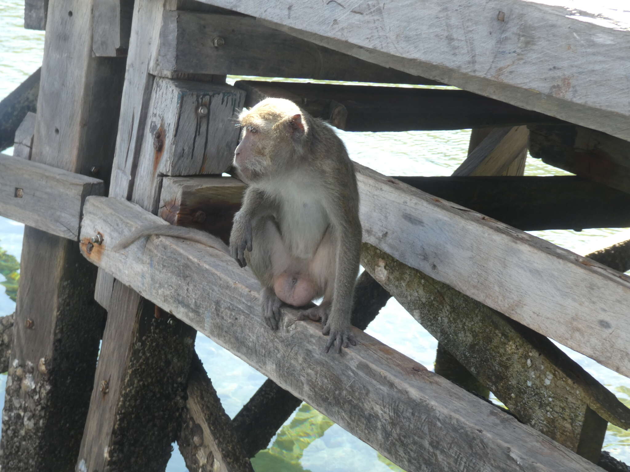 Image of Macaca fascicularis fascicularis (Raffles 1821)