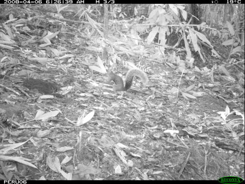 Image of Northern or Southern Amazon Red Squirrel