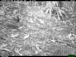 Image of Northern or Southern Amazon Red Squirrel