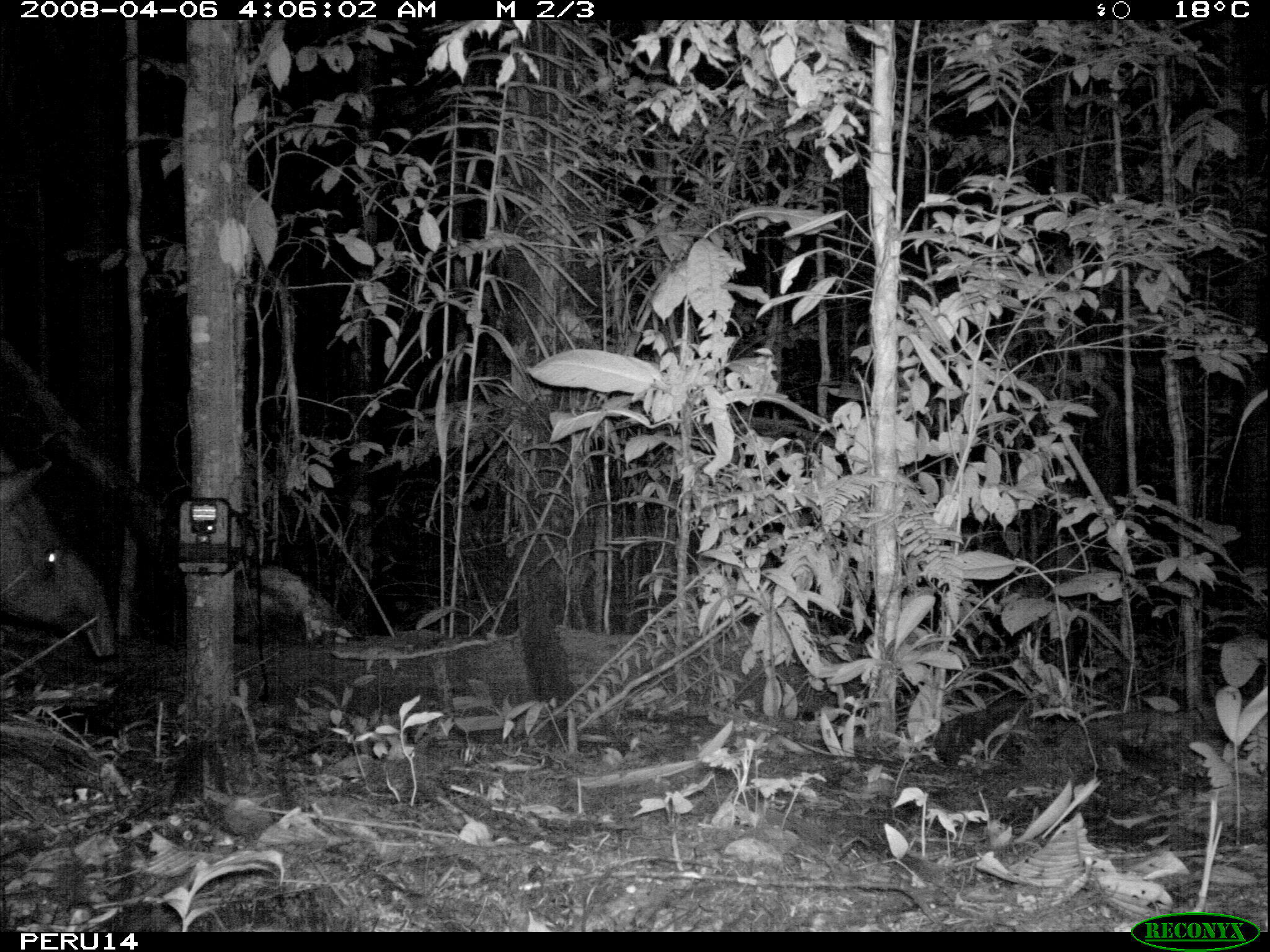 Image of Brazilian Tapir