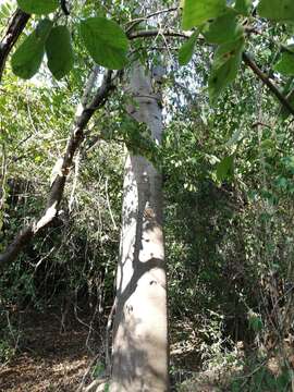 Image of Jacaratia mexicana A. DC.