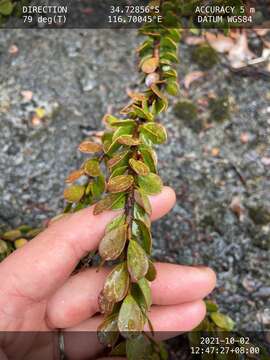 Imagem de Adenanthos obovatus Labill.