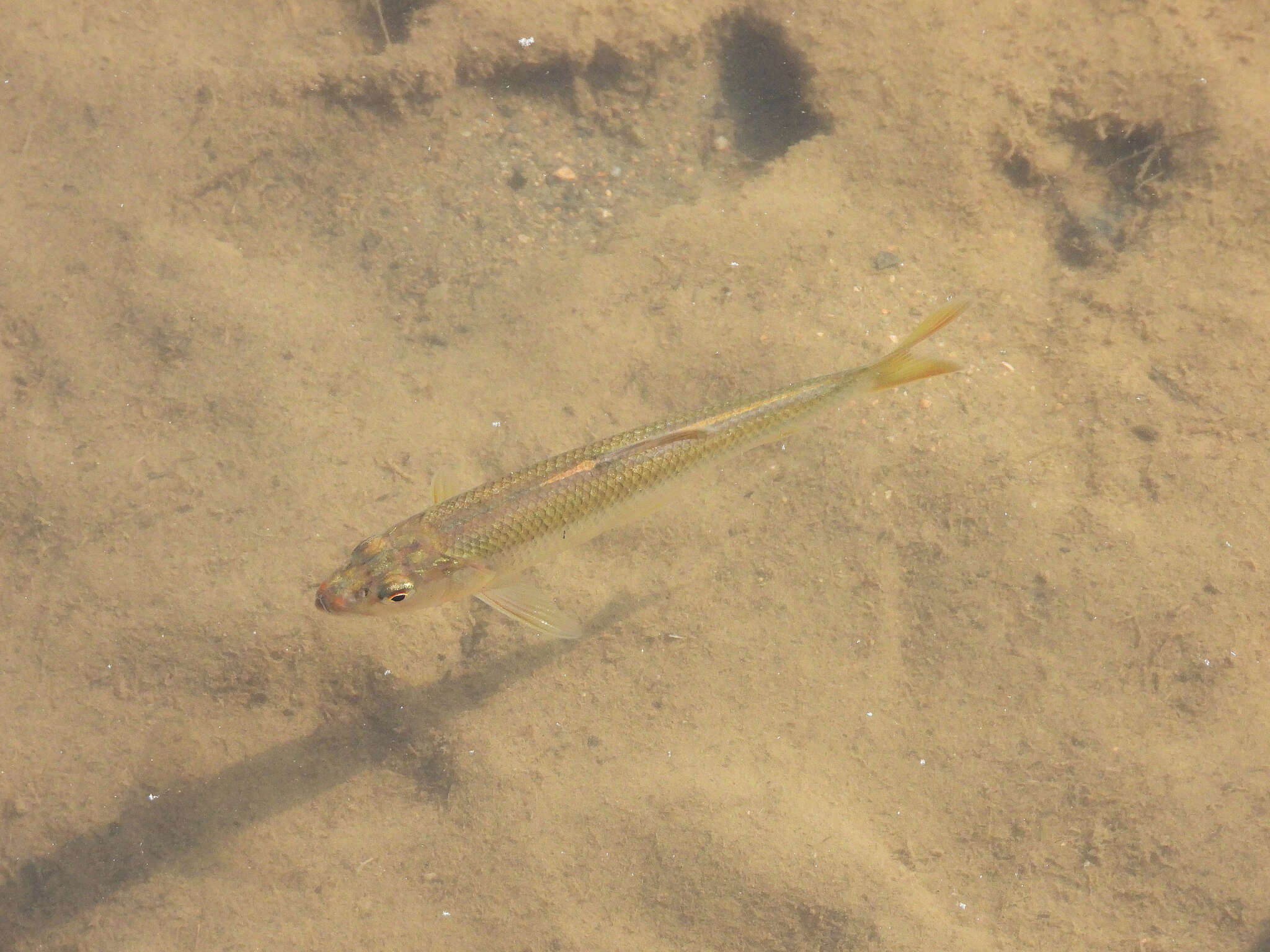 Image of Opsariichthys bidens Günther 1873