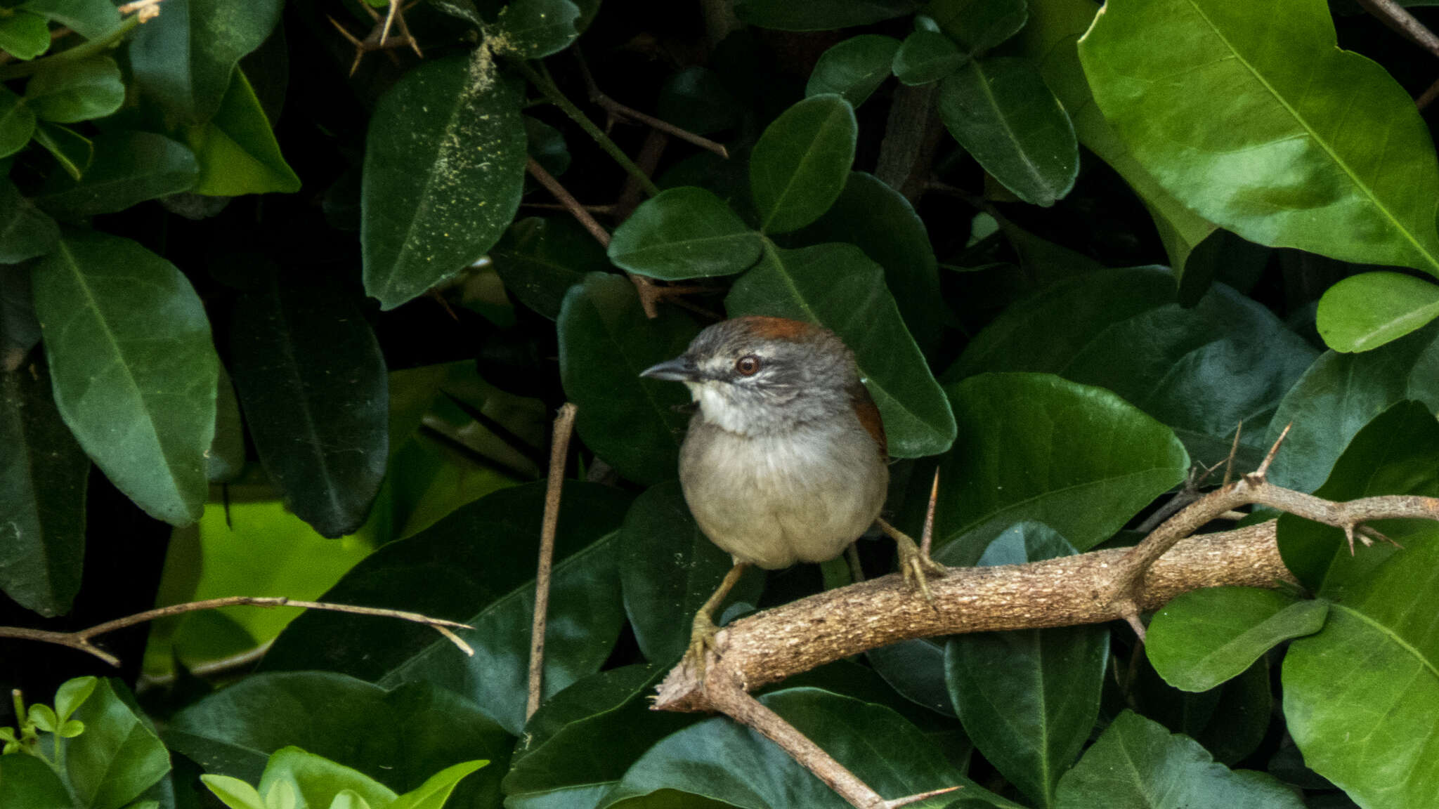 Image of Pale-breasted Spinetail