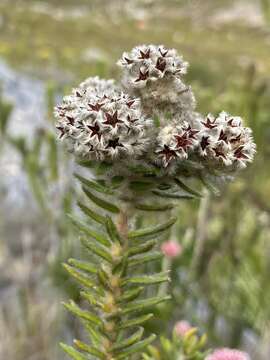 Imagem de Phylica strigosa Berg.