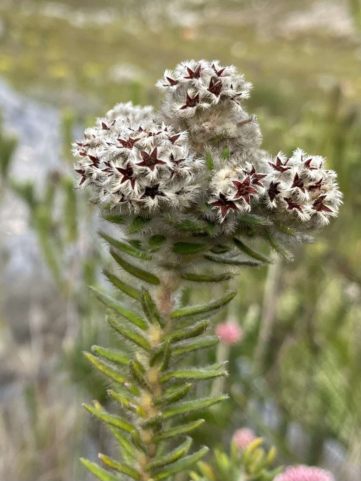 Phylica strigosa Berg. resmi