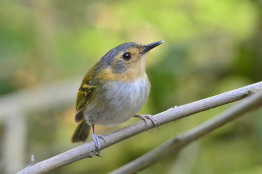 Image of Ochre-faced Tody-Flycatcher