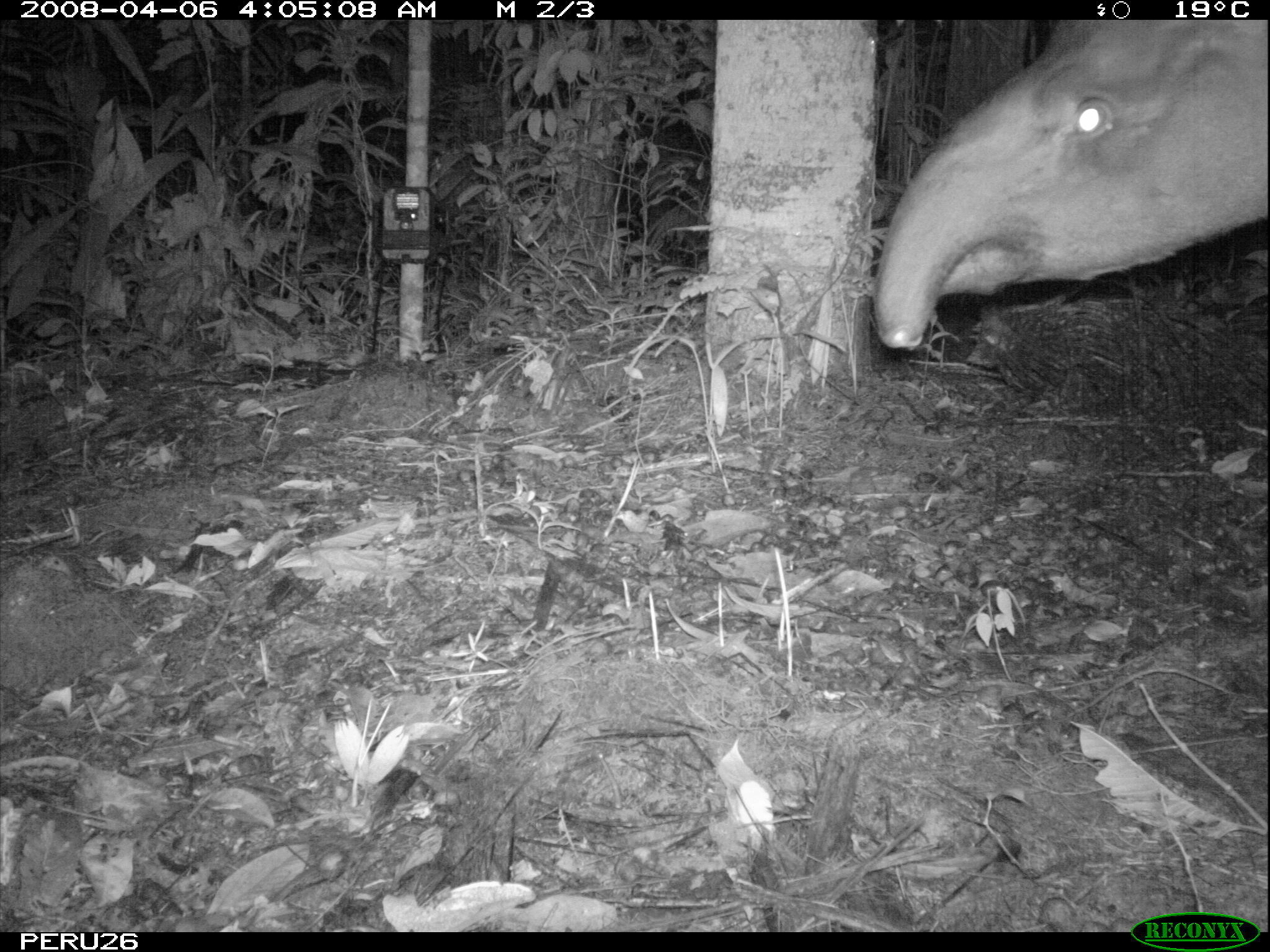 Image of Brazilian Tapir