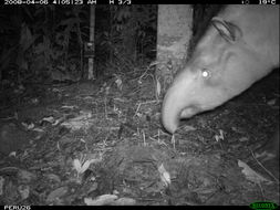 Image of Brazilian Tapir