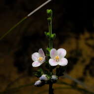 Imagem de Cyanothamnus coerulescens subsp. spinescens (Benth.) Duretto & Heslewood